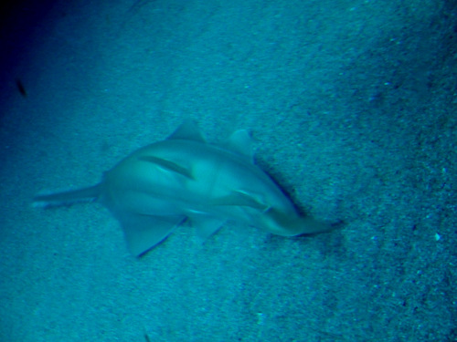 L'Oceanogr&agrave;fic Center.
